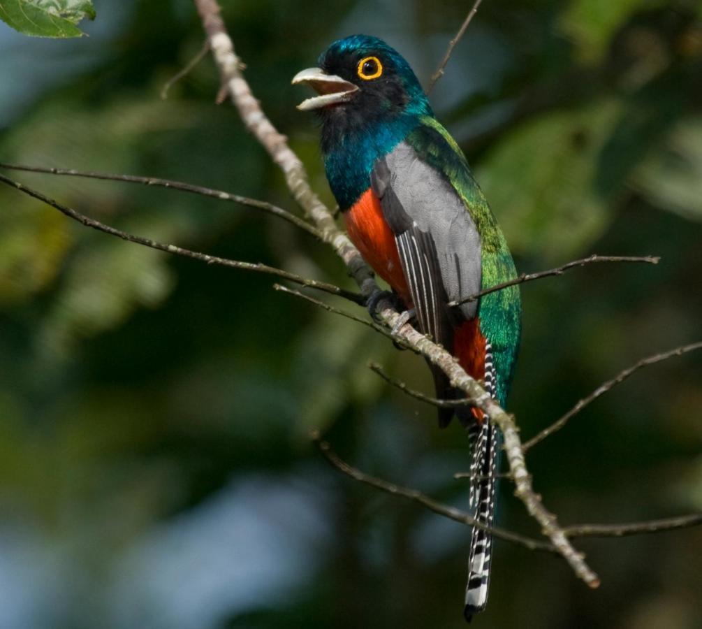 Wasai Tambopata Lodge Ngoại thất bức ảnh
