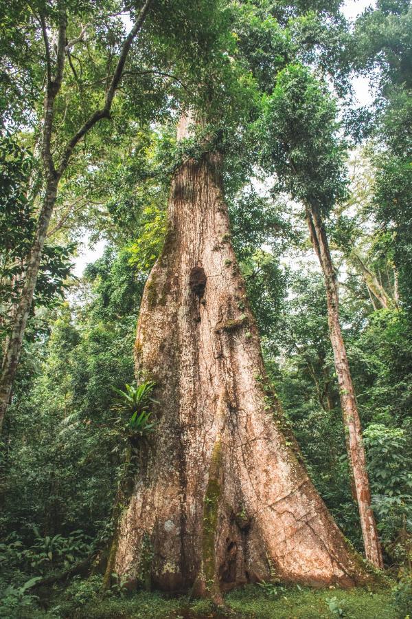 Wasai Tambopata Lodge Ngoại thất bức ảnh